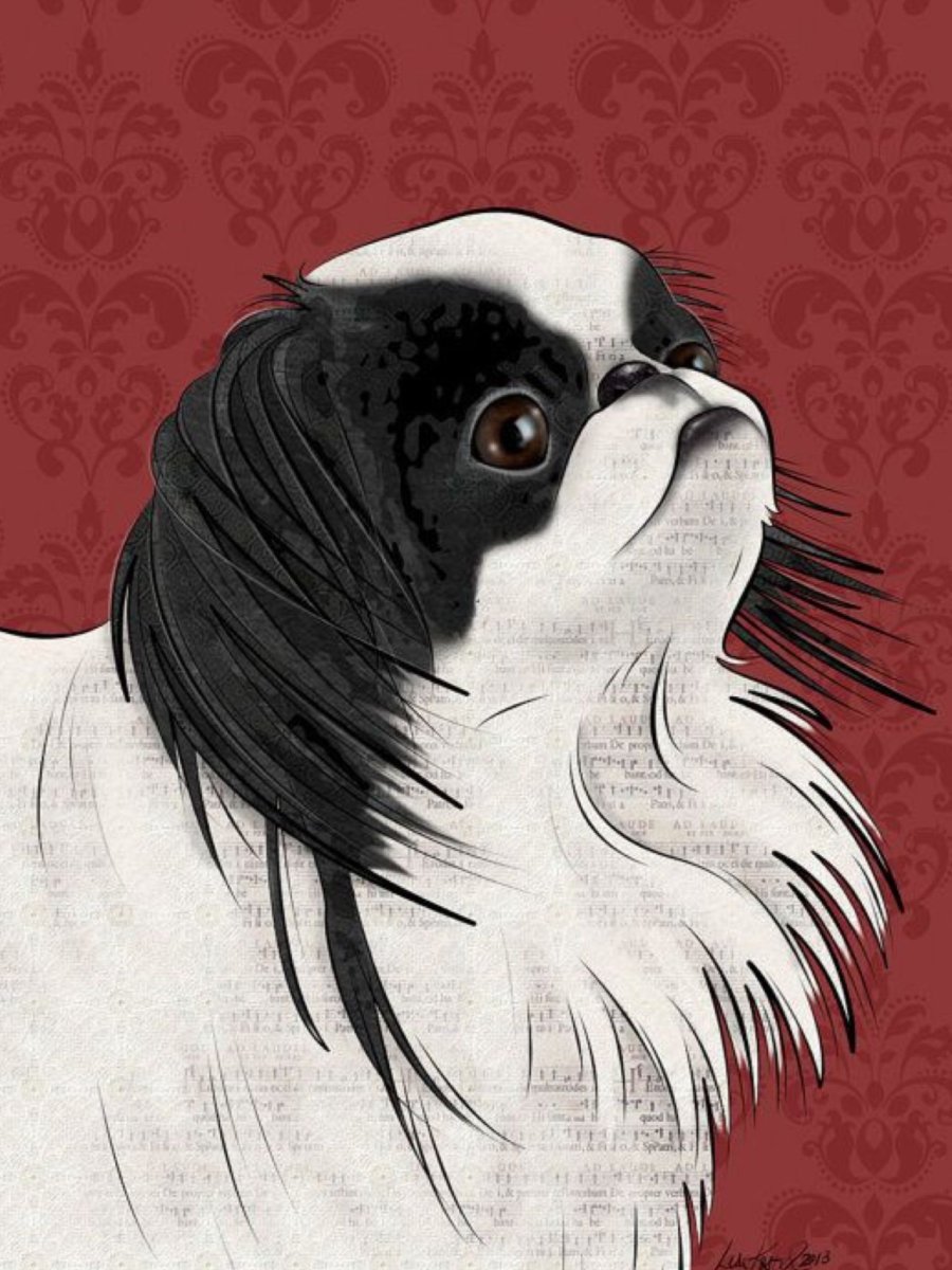 Собака Пекинес и японский Хин