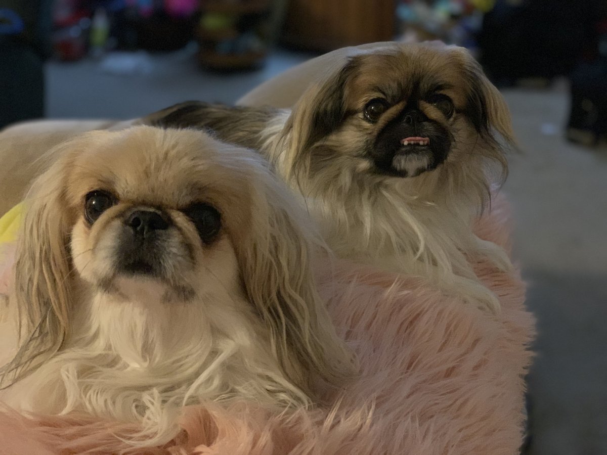 Пекинес мультяшный