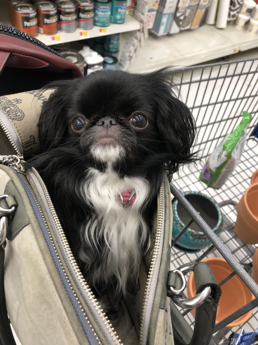 Японский Хин и Пекинес