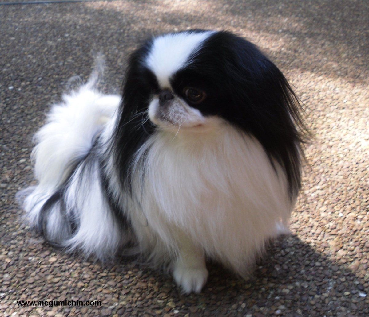 Японский Хин фото гладкошерстный