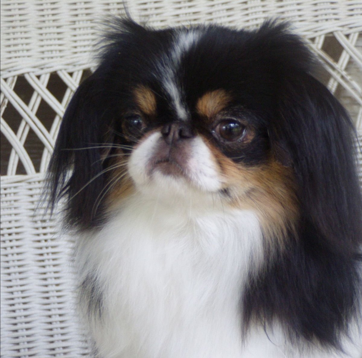 Собака Пекинес и японский Хин