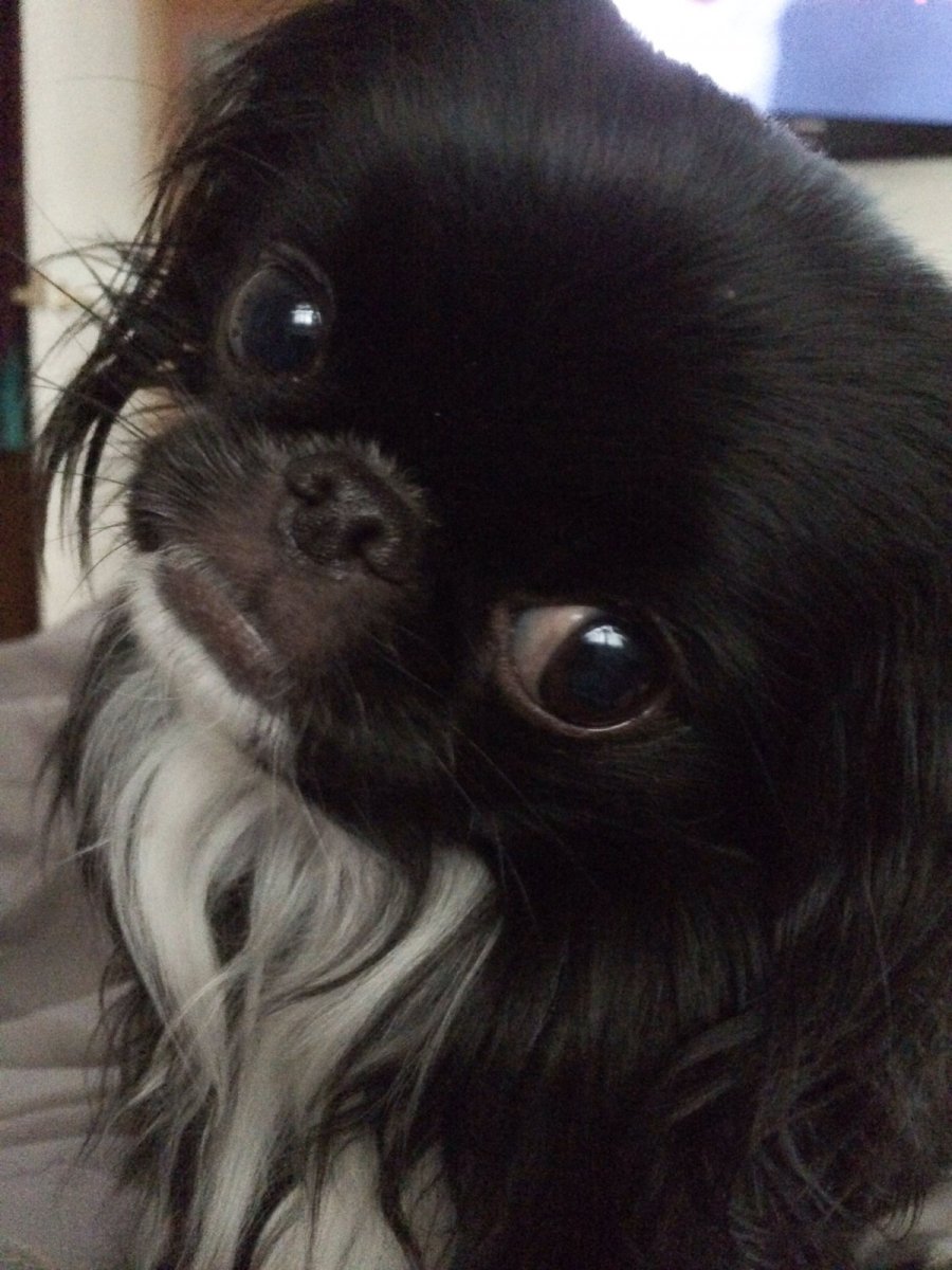 Японский Хин и Пекинес