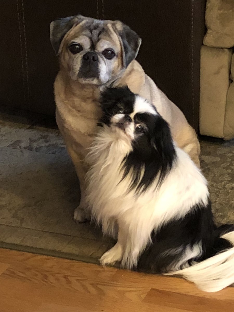 Японский Хин и Пекинес