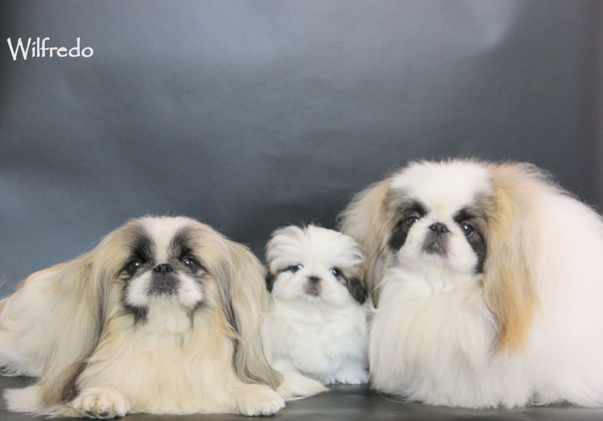 Японский Хин и Пекинес