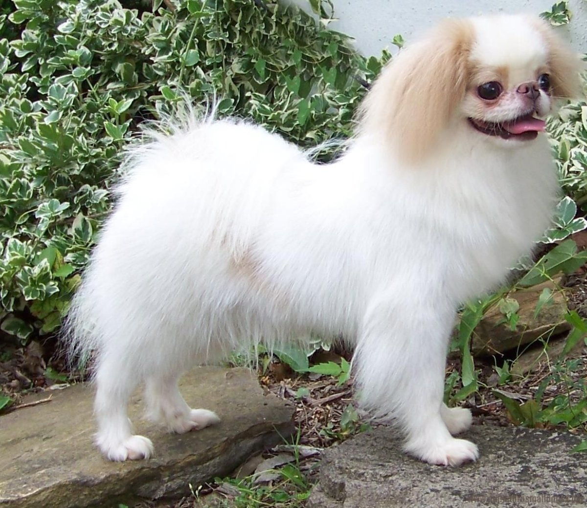 Японский Хин обои