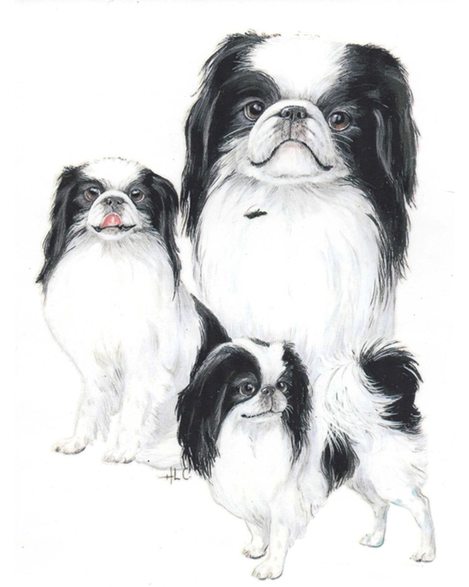 Японский Хин и Пекинес