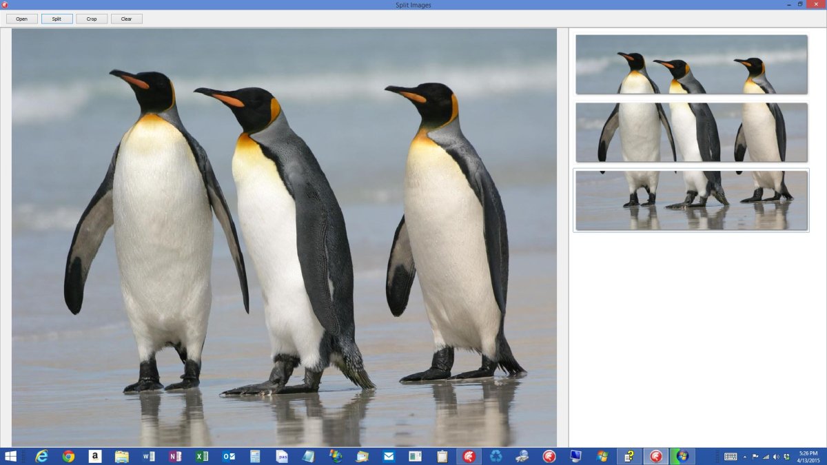 Какие ноги у пингвина