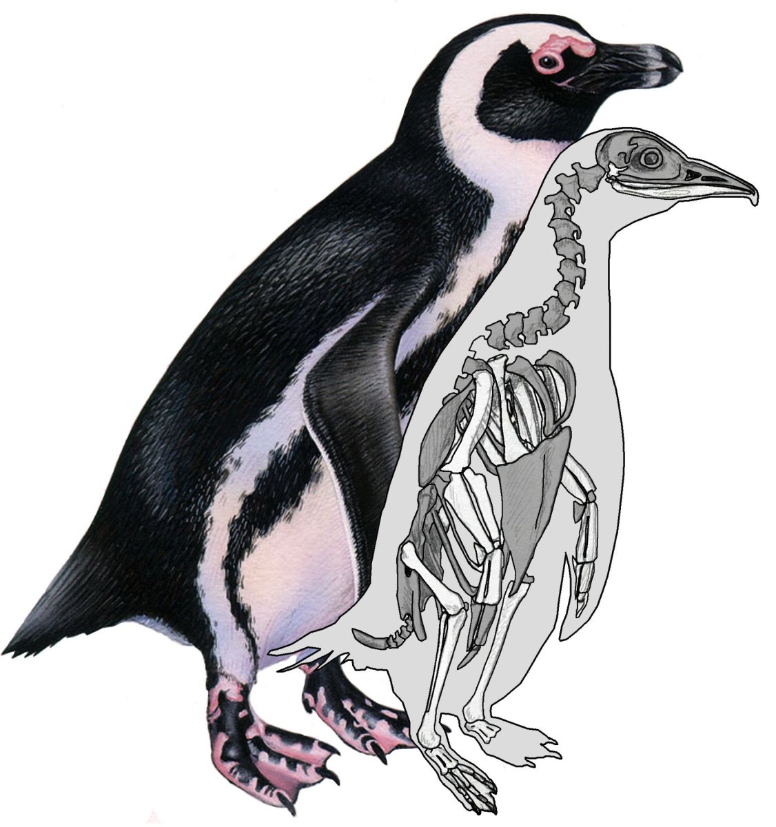 Скелет Императорского пингвина