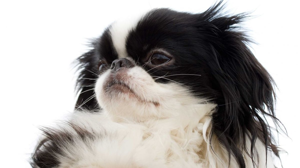 Пекинес котенок щенок ковер