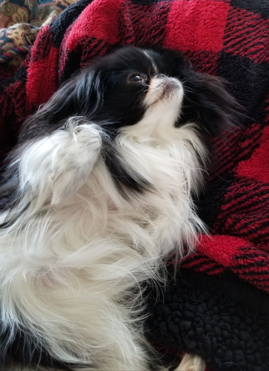 Японский Хин коричневый