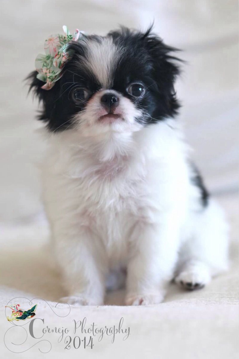 Японский Хин