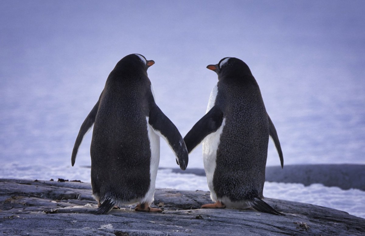 Пингвин Гумбольдта птенец