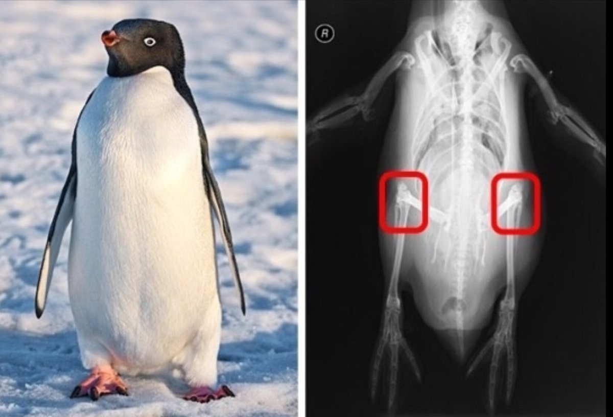 Рентген пингвина
