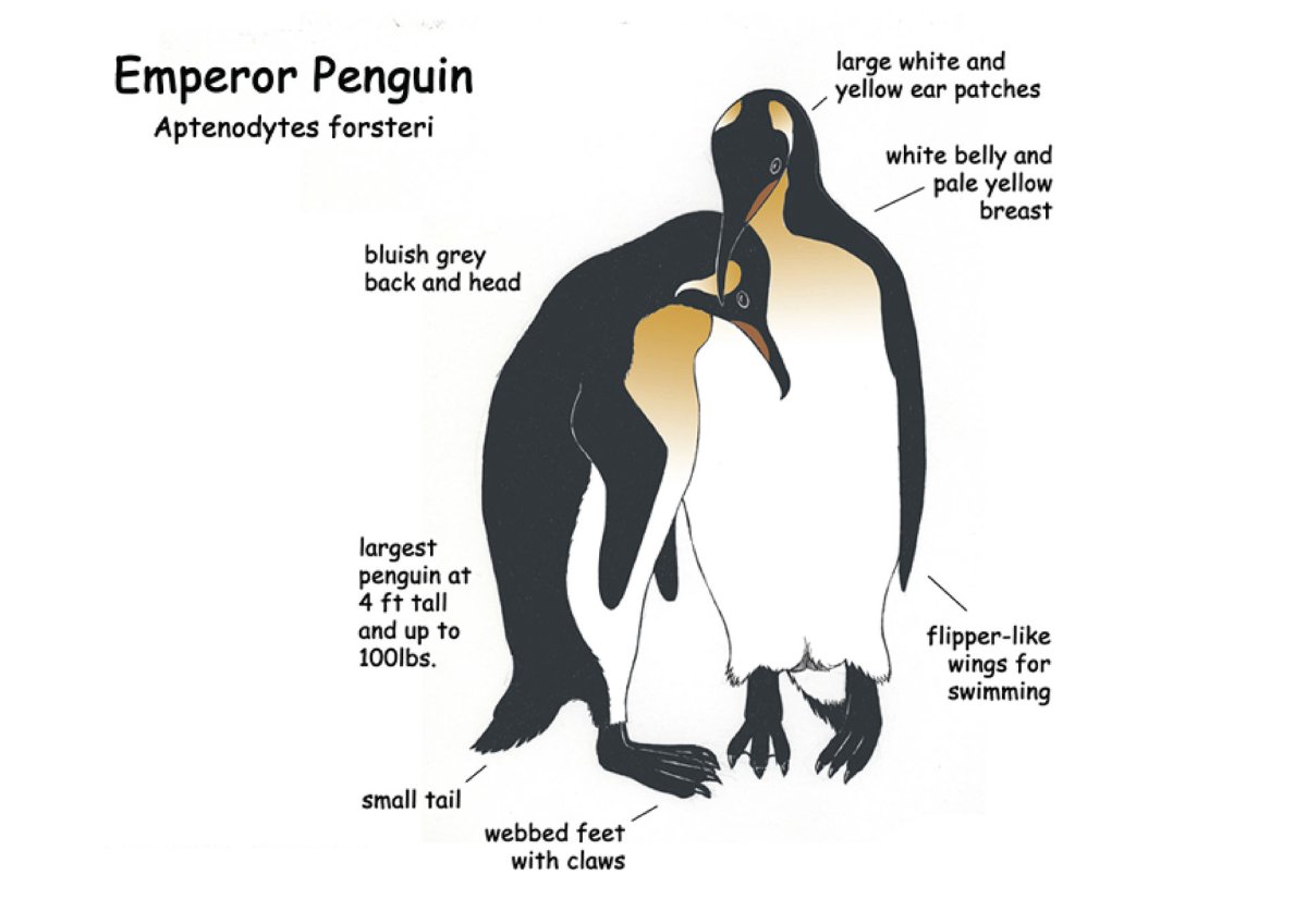 Живой Пингвин