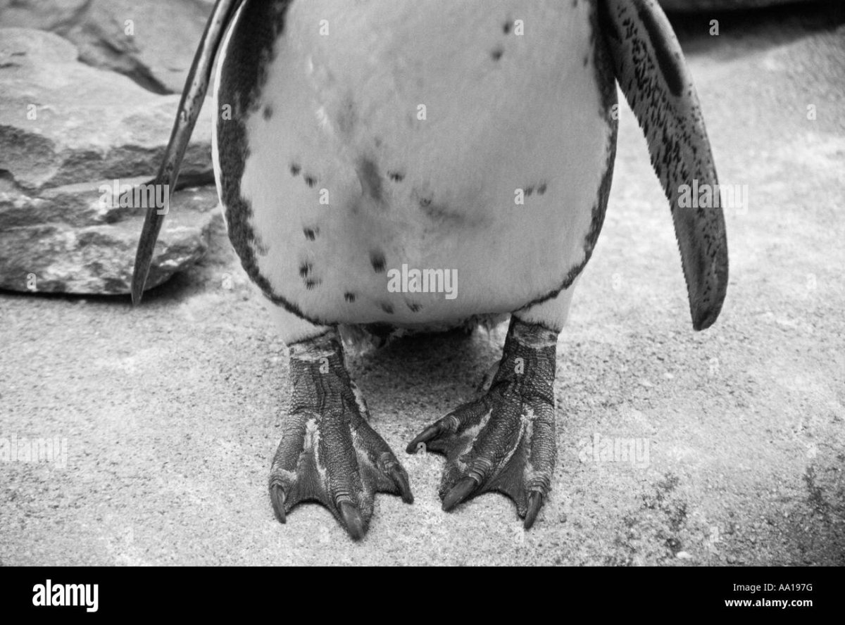 Императорский Пингвин клюв