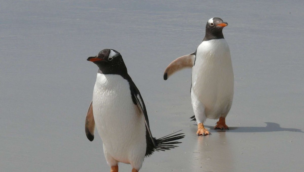 Императорский Пингвин Aptenodytes forsteri