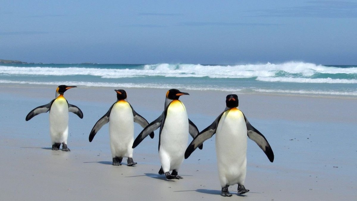 Пингвин летом