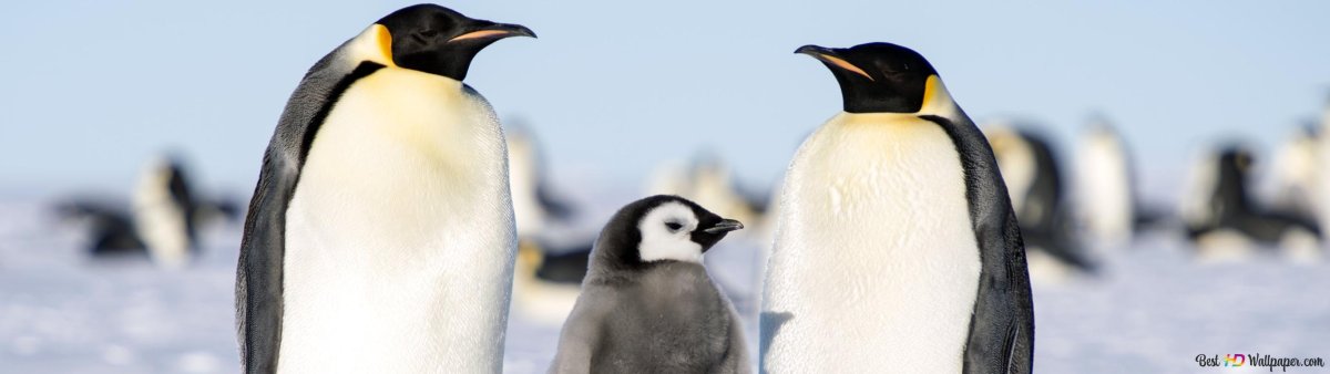 Колени пингвина