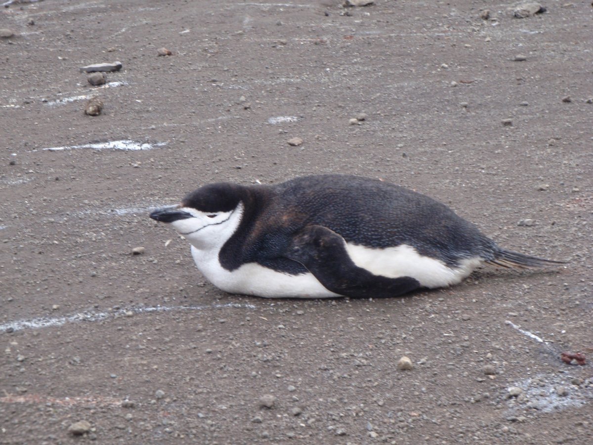 Пингвин Королевский или Императорский