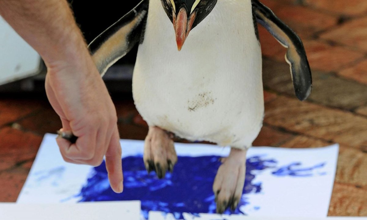 Императорский Пингвин лапы