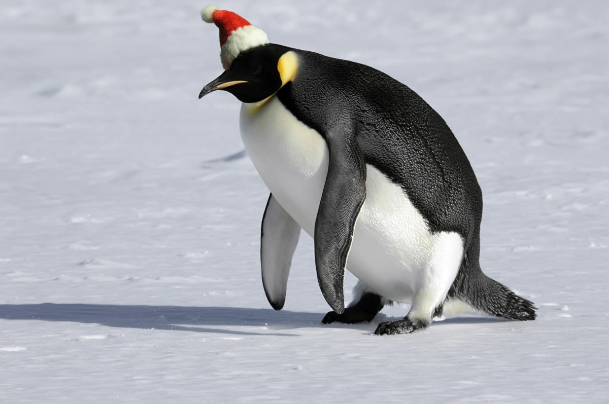 Пингвин проснулся