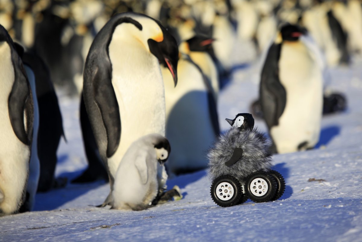 Африканский Пингвин 20 см