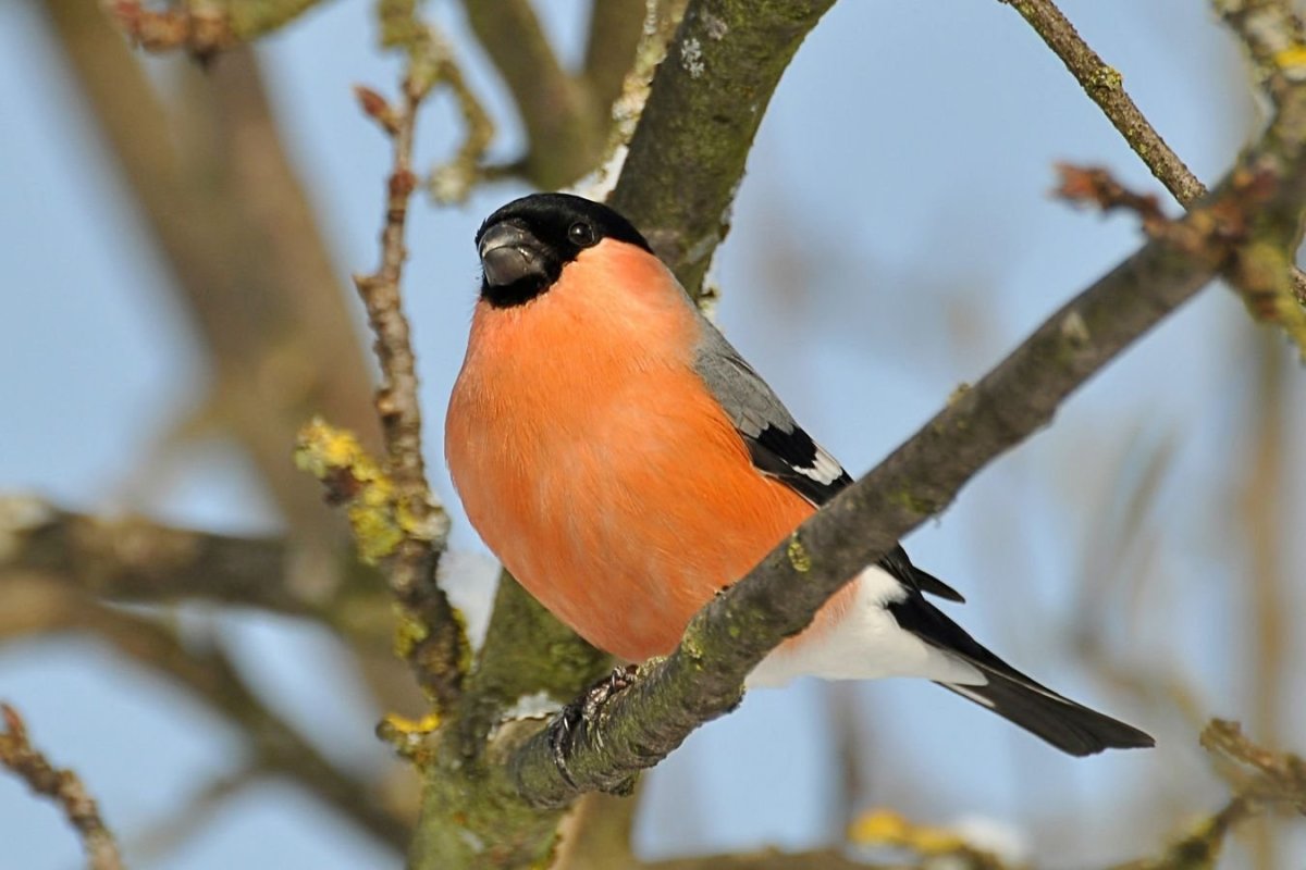 Зимние птицы в Сибири Щур