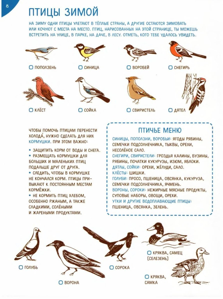 Развивающее занятие зимующие птицы