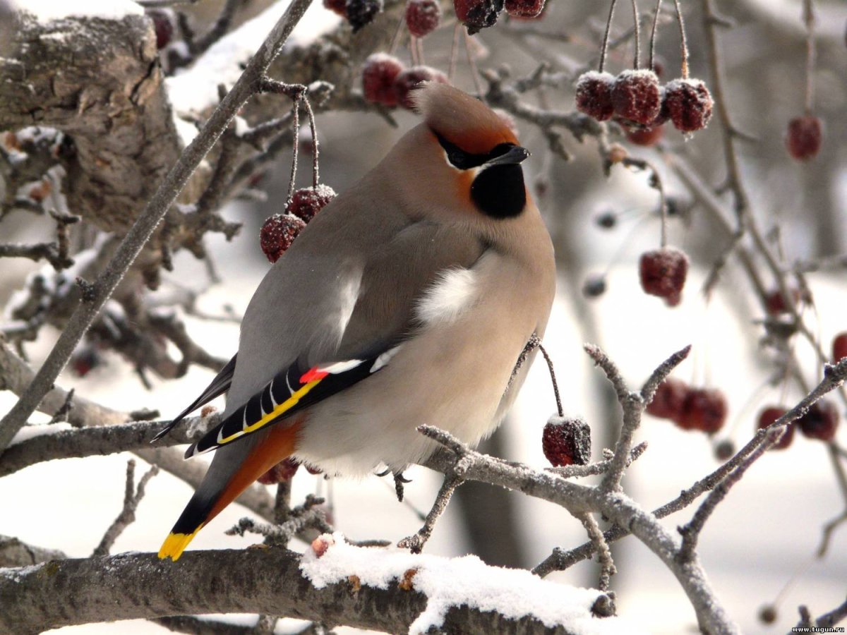 Карточки перелетные и зимующие птицы для детей
