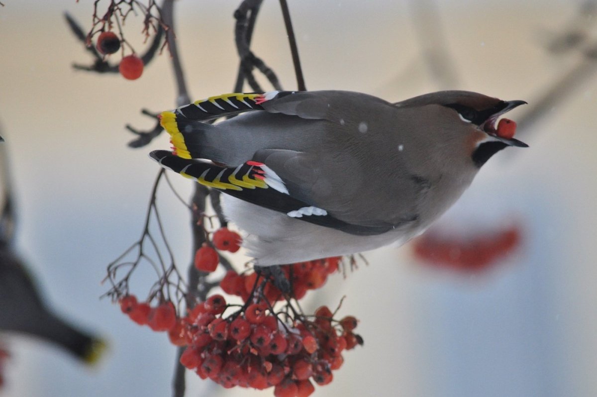 Чем кормить птиц зимой