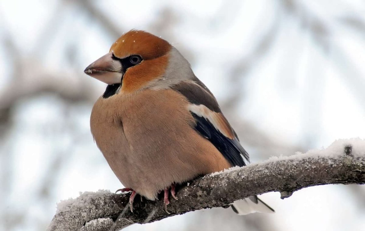 Зимующие птицы России поползень
