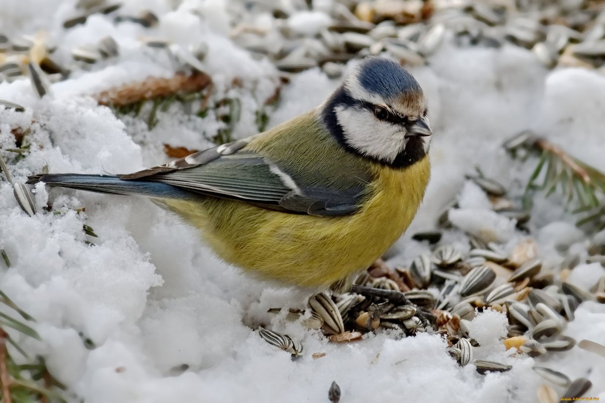Зимующие птицы и перелетные птицы с названиями