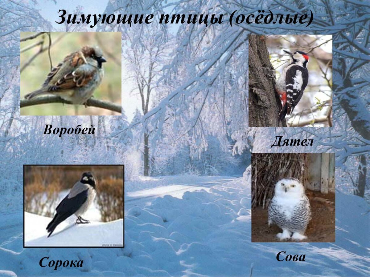 Доклад про птиц