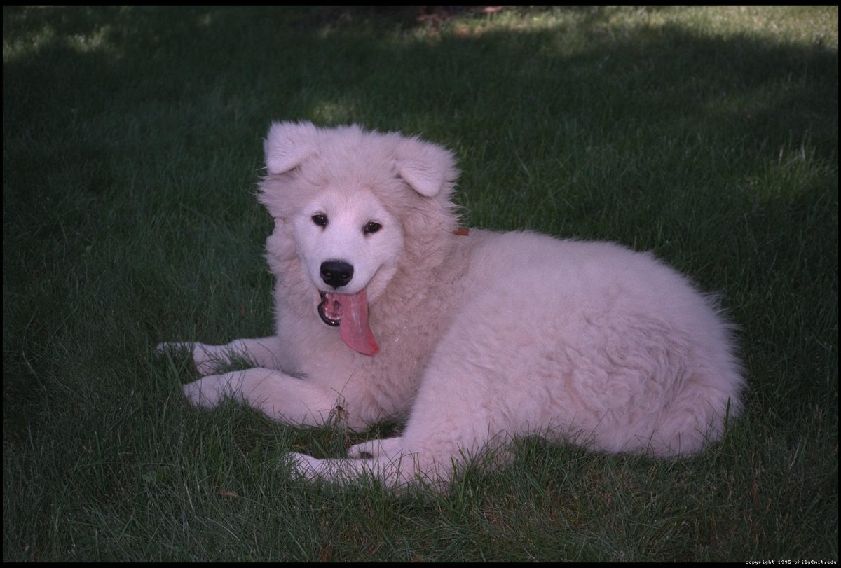 Английская дворовая порода собак
