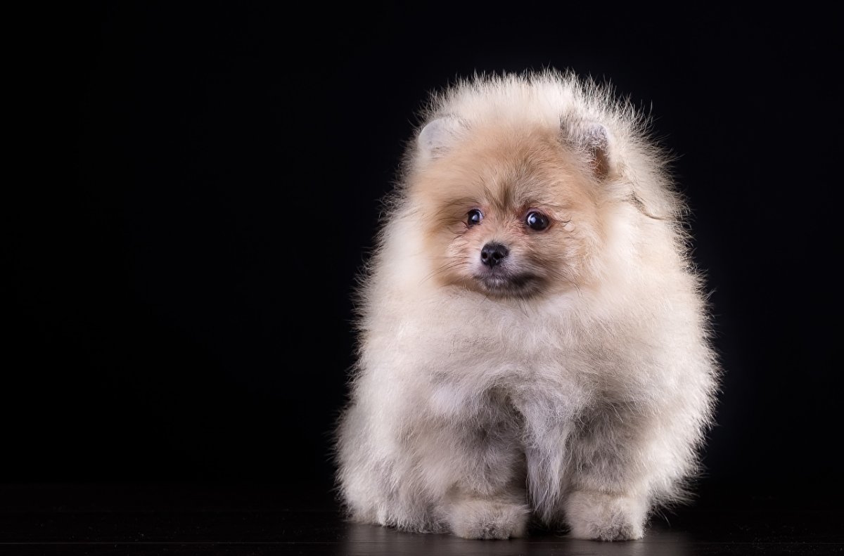 Шпиц померанский медвежьего