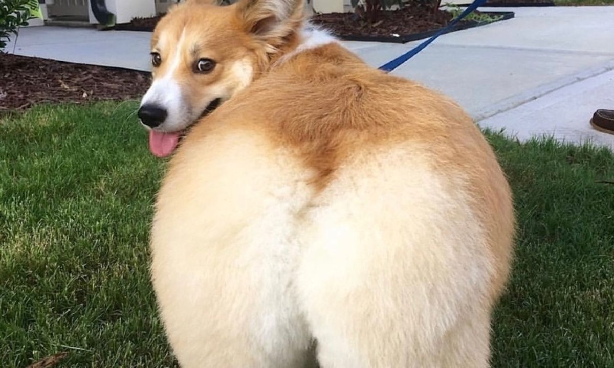 Вельш корги пемброк попа