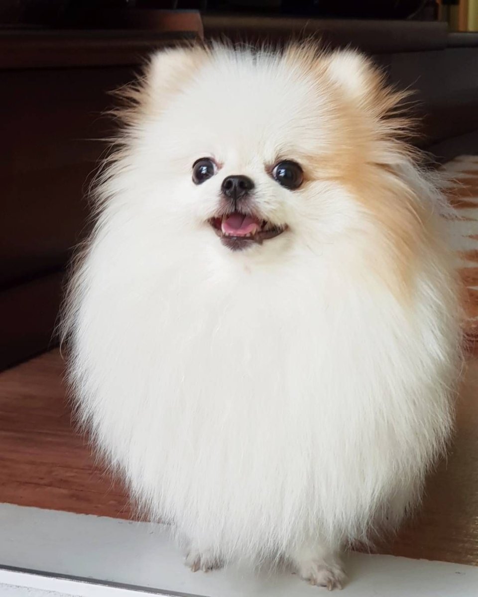 Померанский Лулу и шпиц