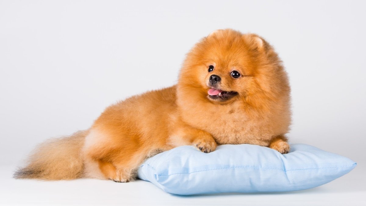 Померанский шпиц