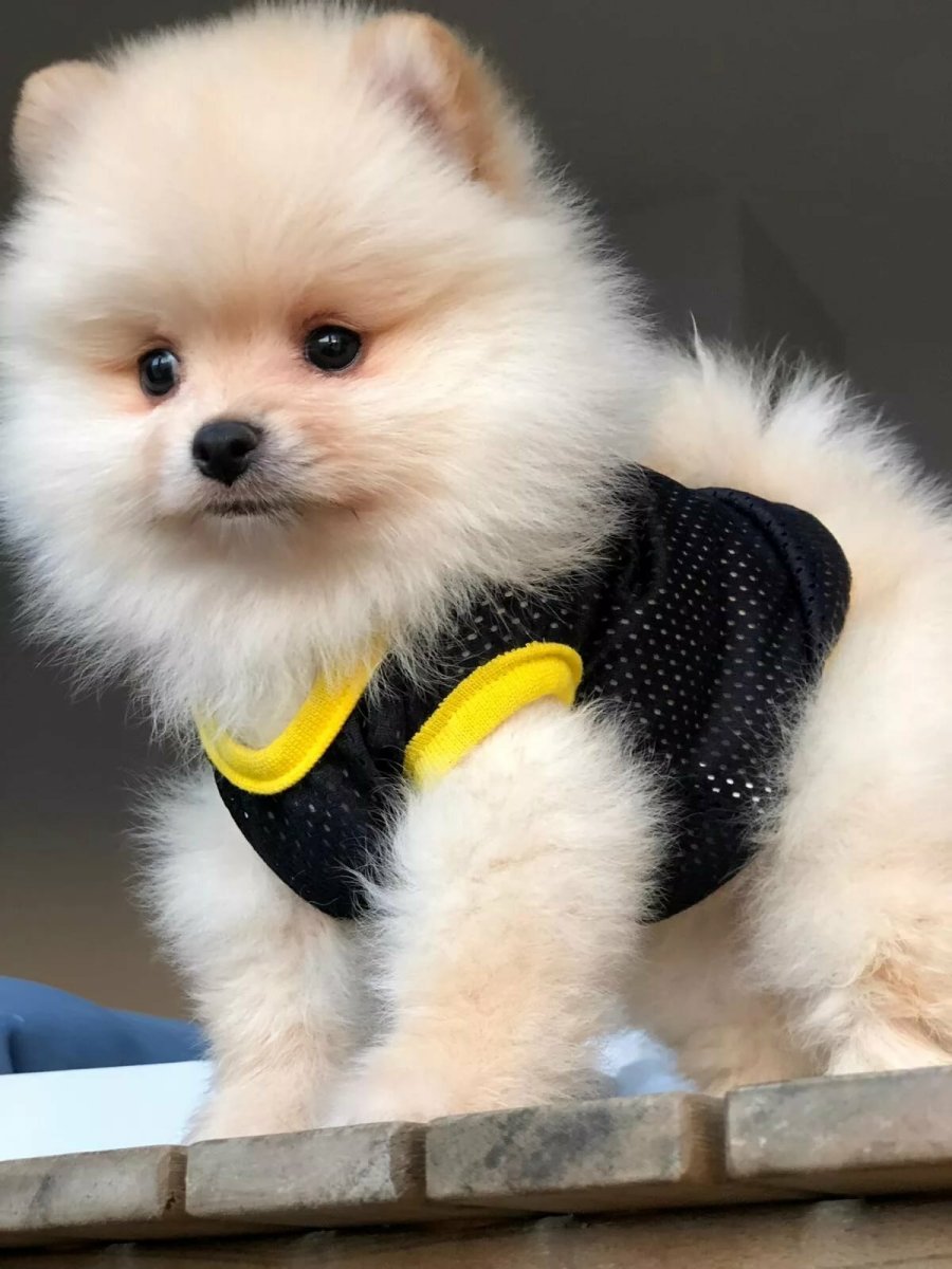 Шпиц терьер померанский