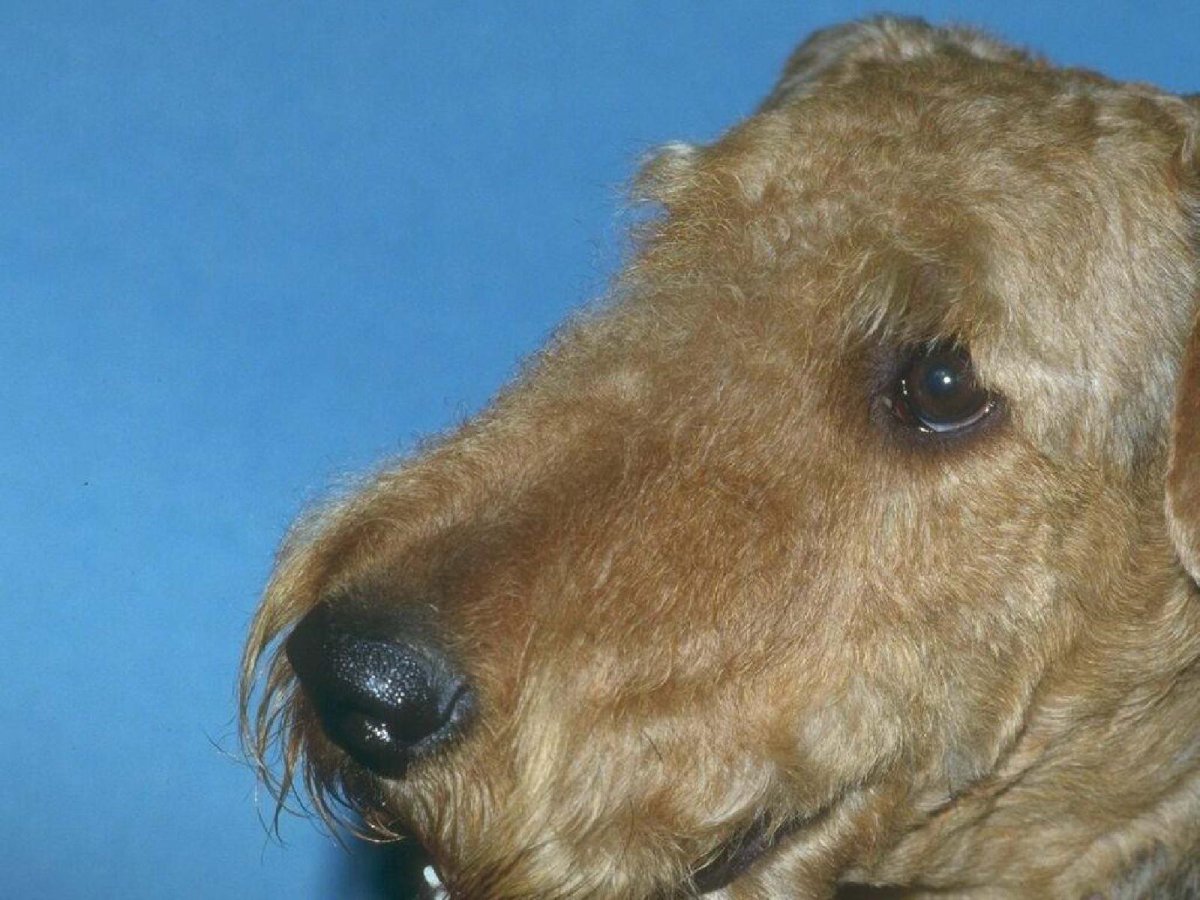 Эрдельтерьер лысый