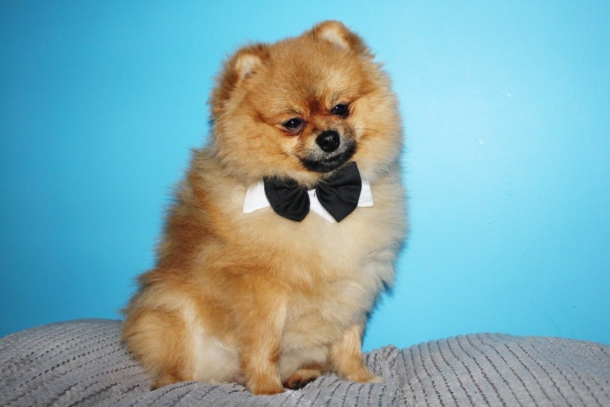 Шпиц короткошерстный