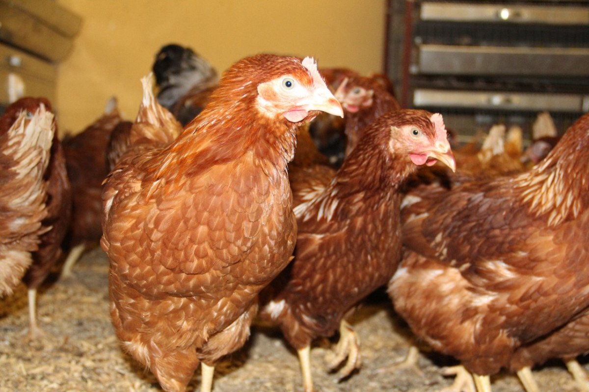 Хайсекс Браун рыжие