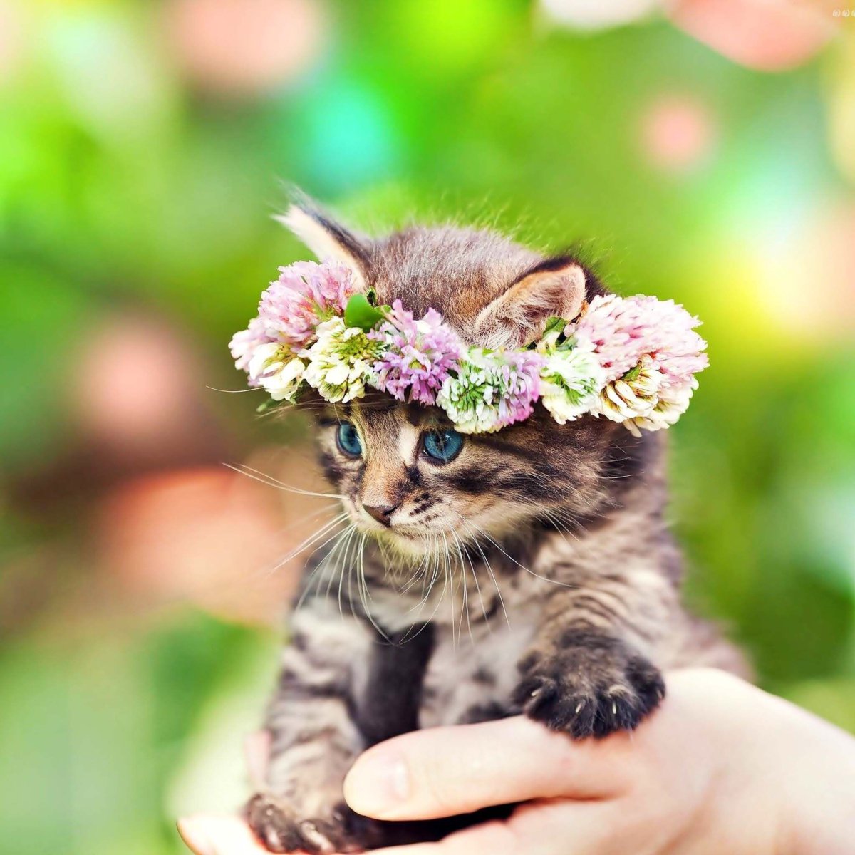 Милые котики на аву