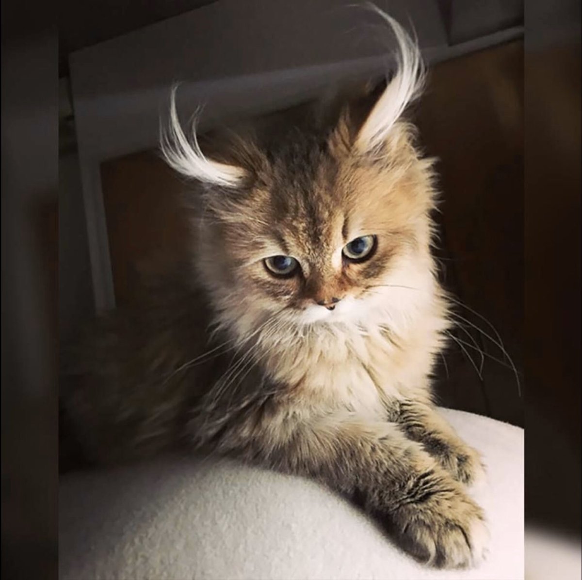 Красивые кошки