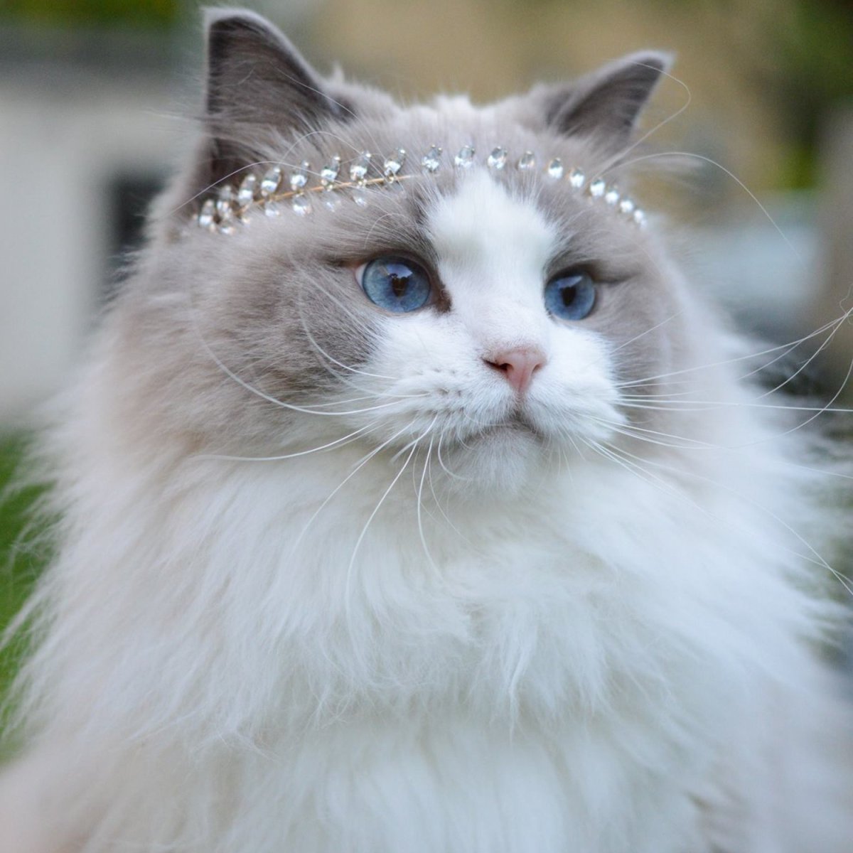 Кошка Аврора Рэгдолл