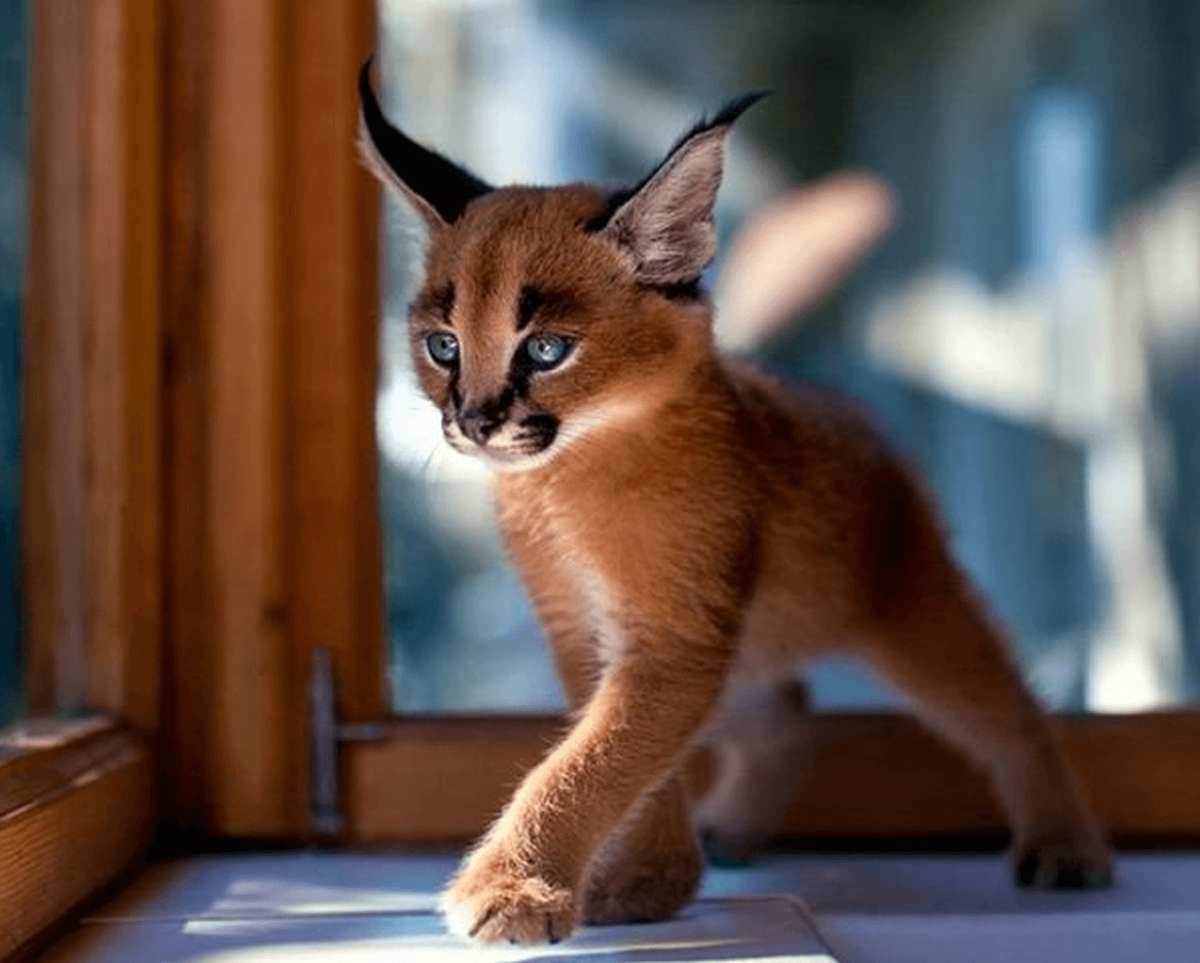 Котята породы каракал