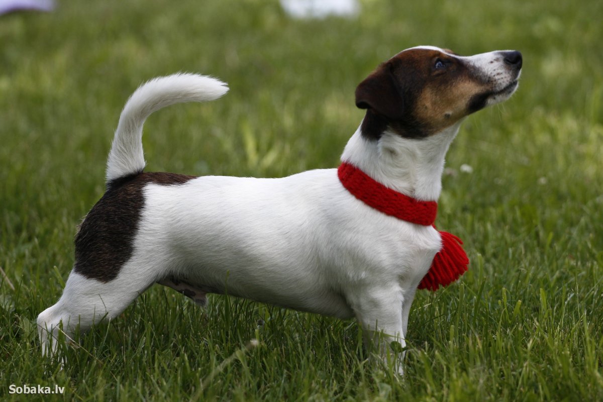 Дон терьер собака