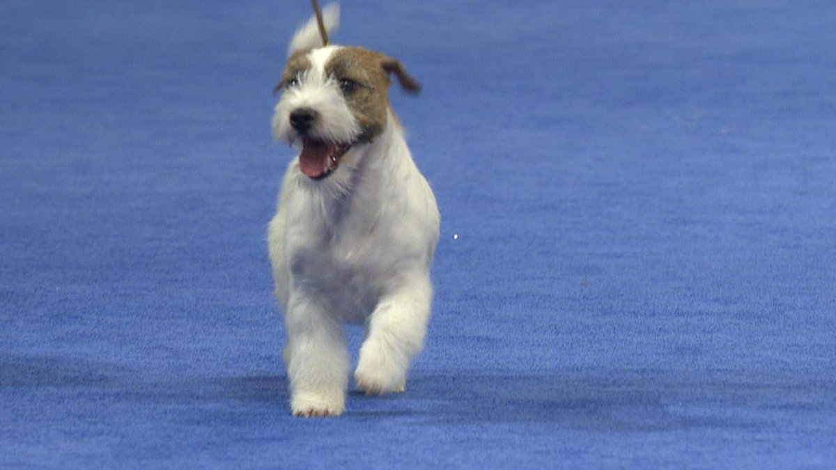 Тернер и Хуч