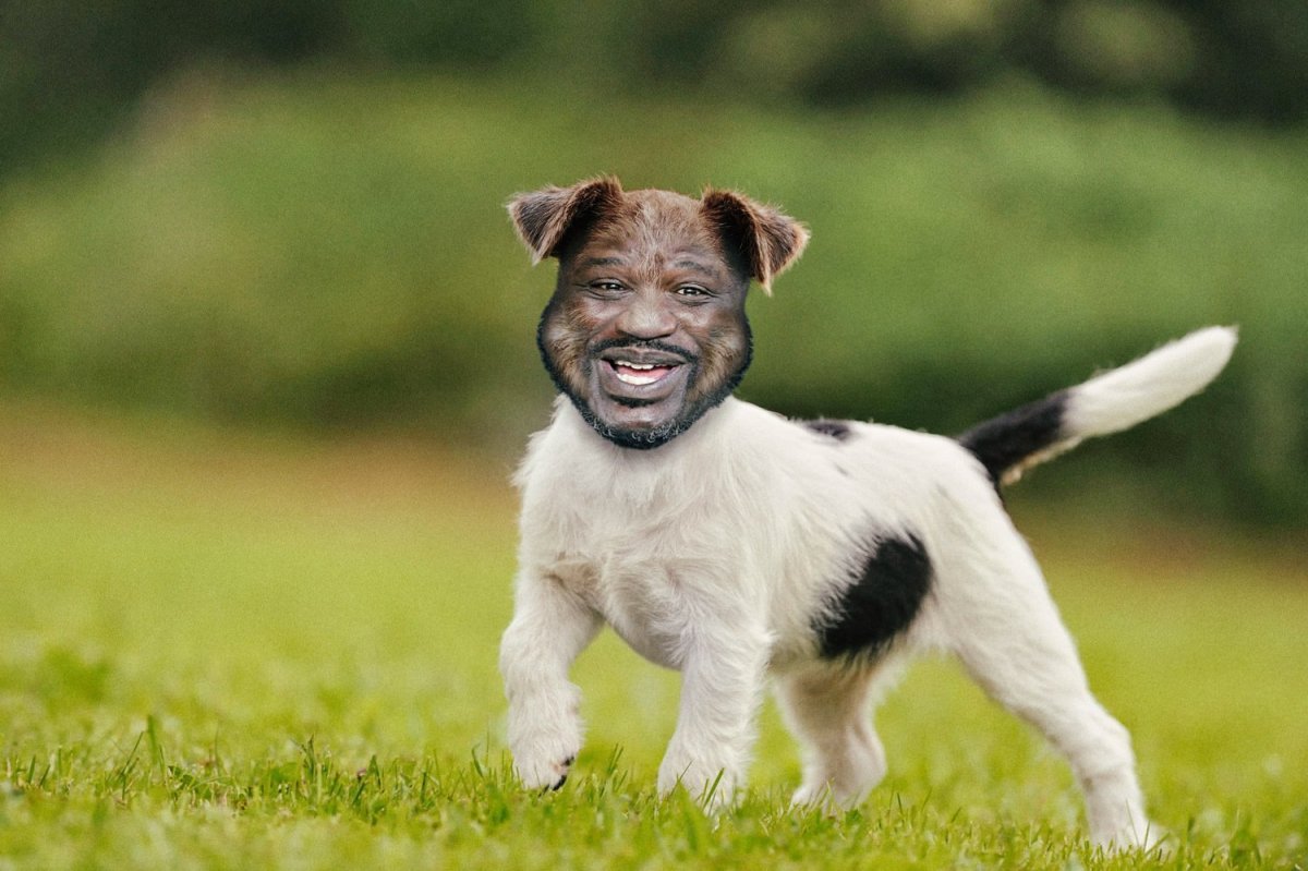 Собака Джек Рассел терьер