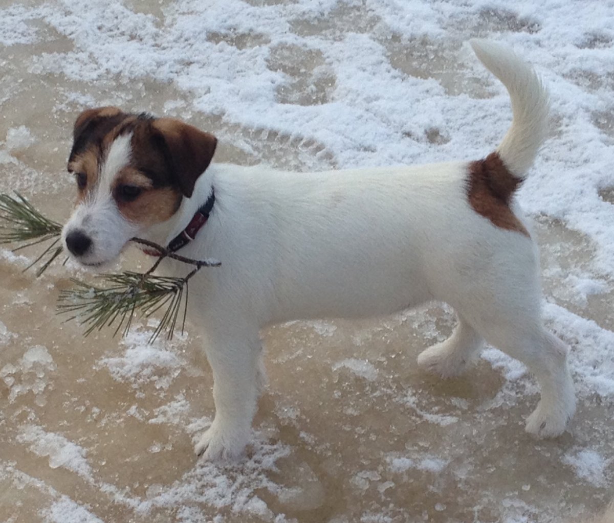 Джек Рассел в фильме Бетховен